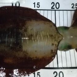 サーフエギング